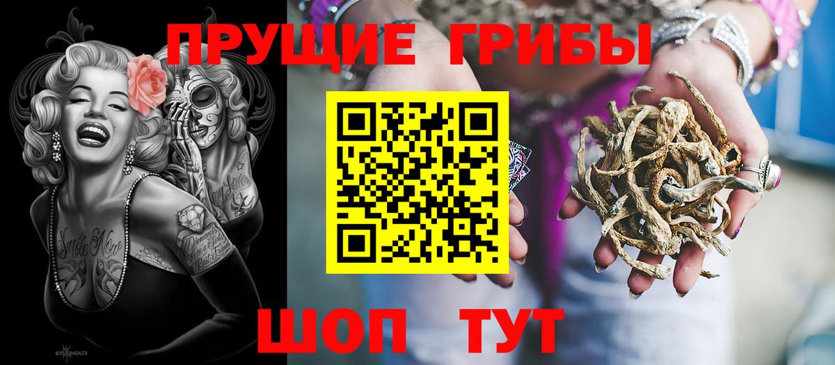 Псилоцибиновые грибы Psilocybe Киселёвск
